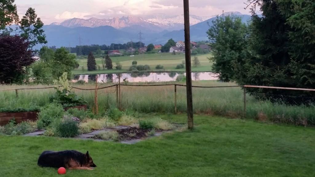 Aussenbereich Dog5 Hundesitter