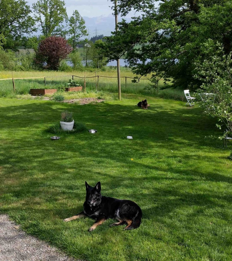 Aussenbereich Hundebetreuung Dog5