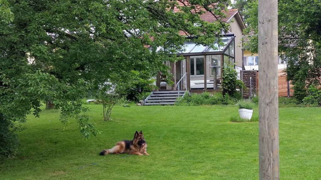 Dog5 Hundesitter Bubikon