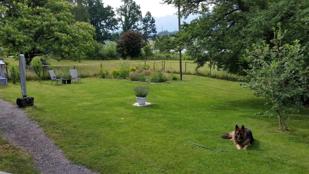 Garten Dog5