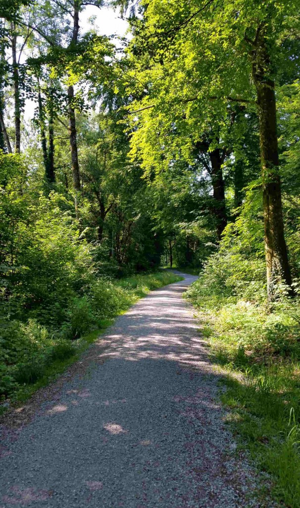 Waldspaziergang Dog5