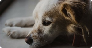 Traurig aussehender Hund