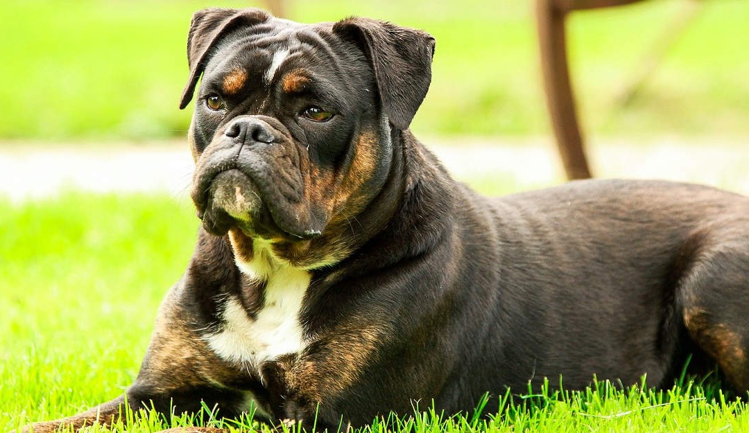 Ist eine Tagesbetreuung das Richtige für meinen Hund?