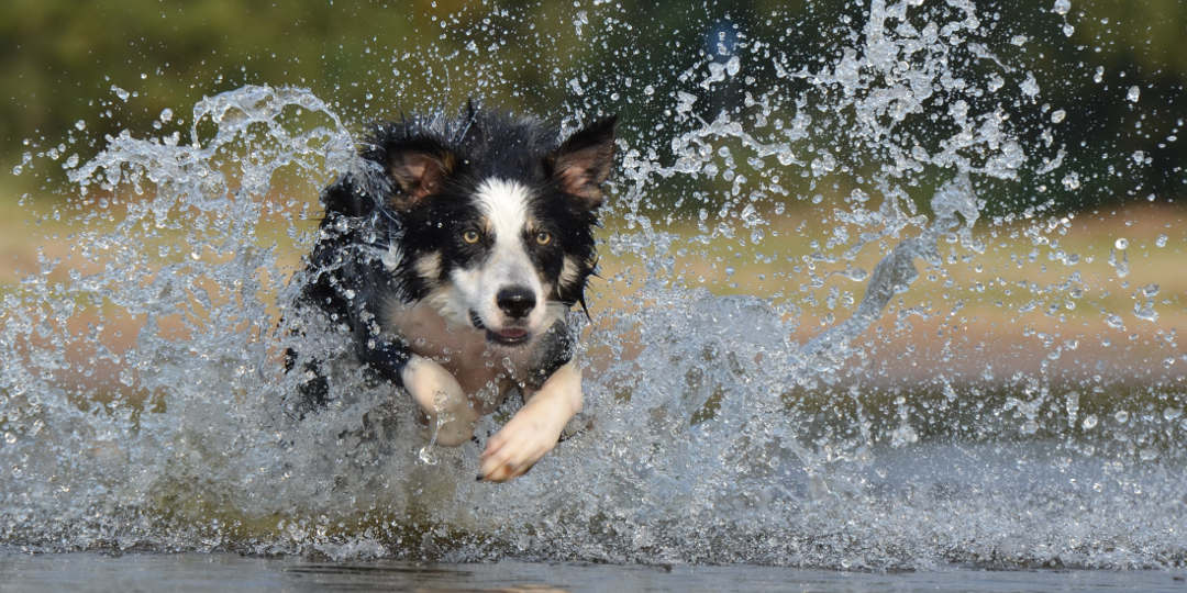 Den Hund Hund sein lassen